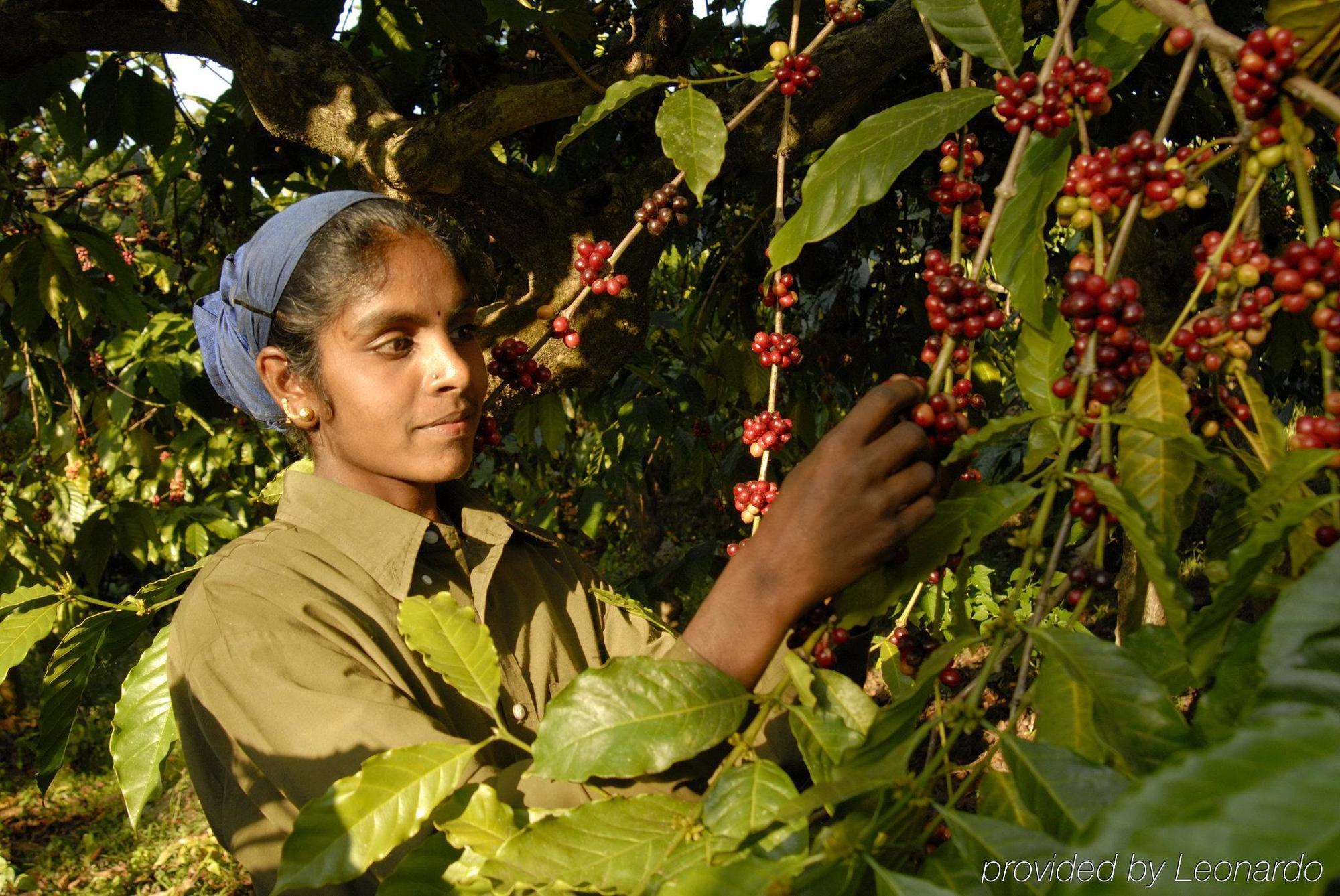 Evolve Back Coorg Hassan Exterior foto